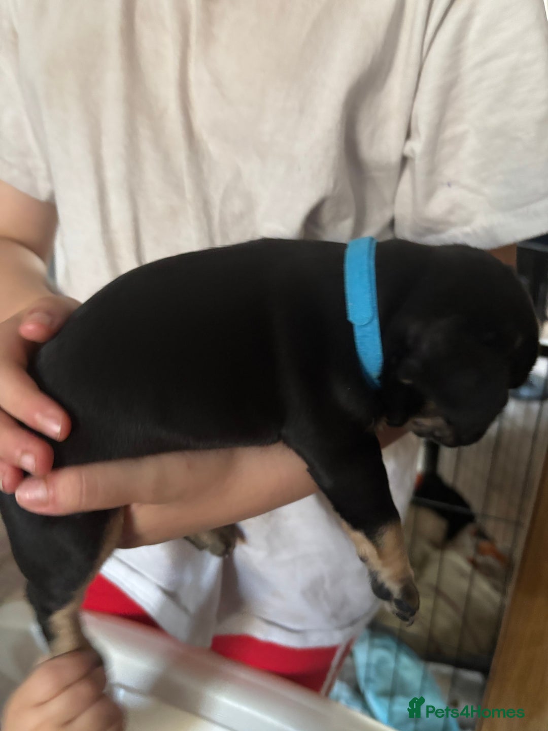 French Bulldog dogs for sale: French bulldog puppies  - Image 8
