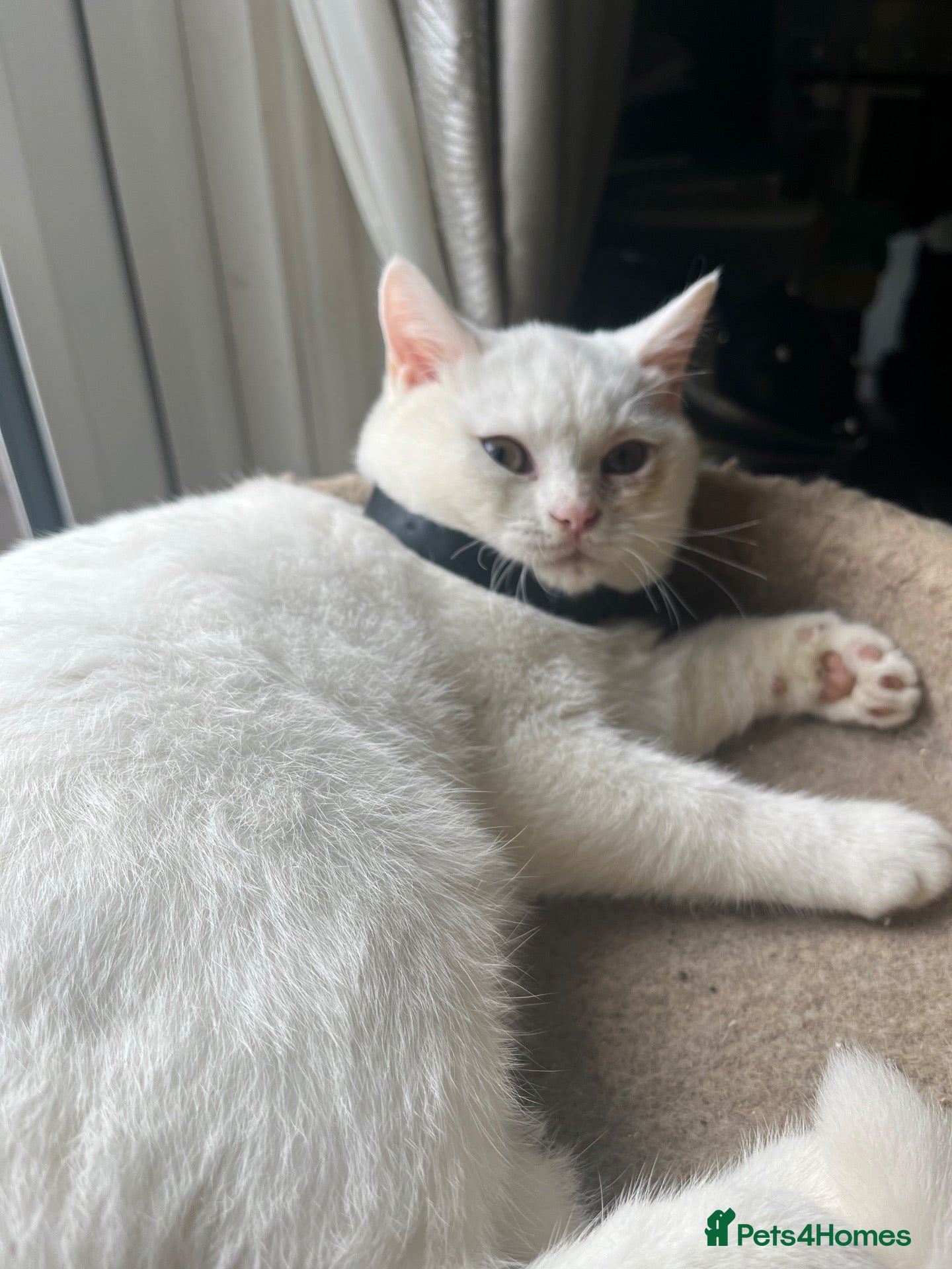 British Shorthair cats for sale: Gccf British Shorthair kittens reduced - Advert 2