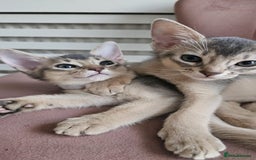 Abyssinian cats for sale: Abyssinian Kittens - Image 3