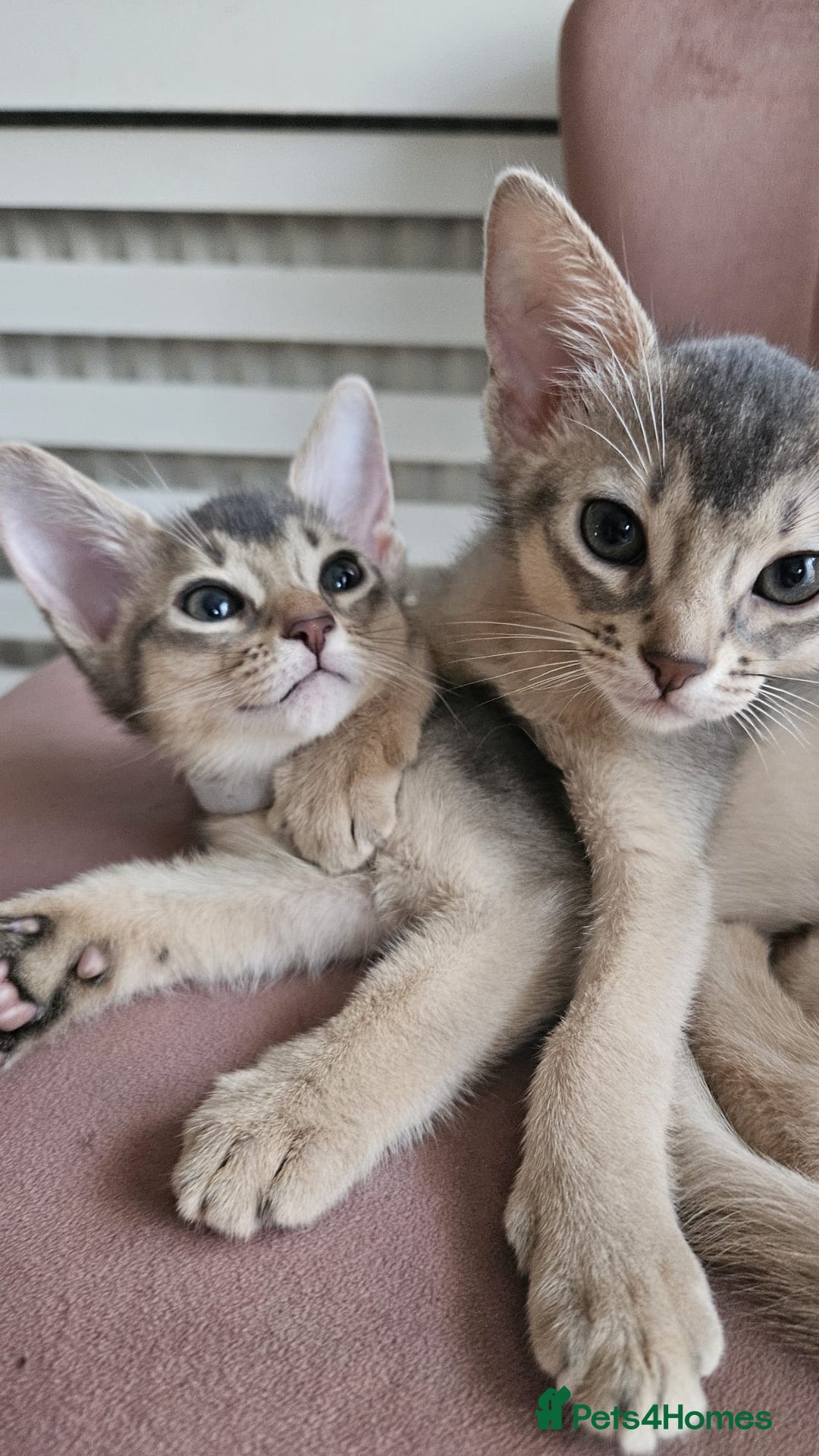 Abyssinian cats for sale: Abyssinian Kittens - Image 3