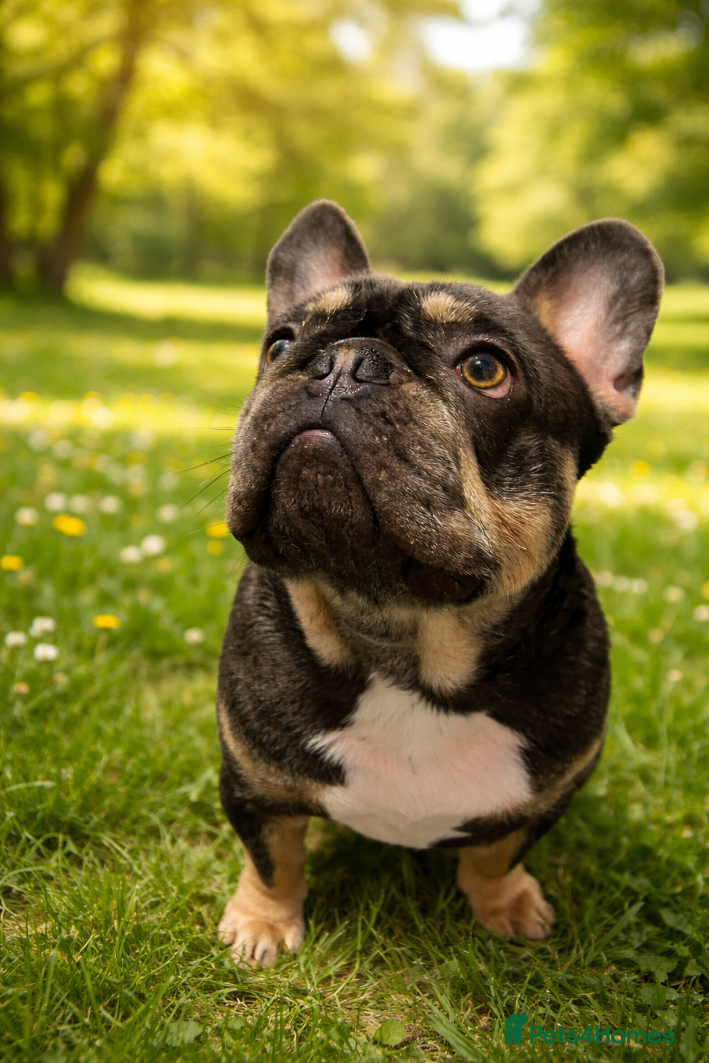 French Bulldog dogs Pablo  - Advert 1