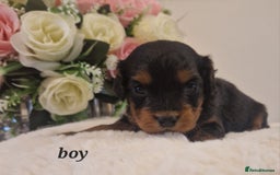 Doxiepoo dogs for sale: Daxipoo  - Image 14
