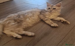 Maine Coon cats for sale:  high Silver smoke maine coon  - Image 9