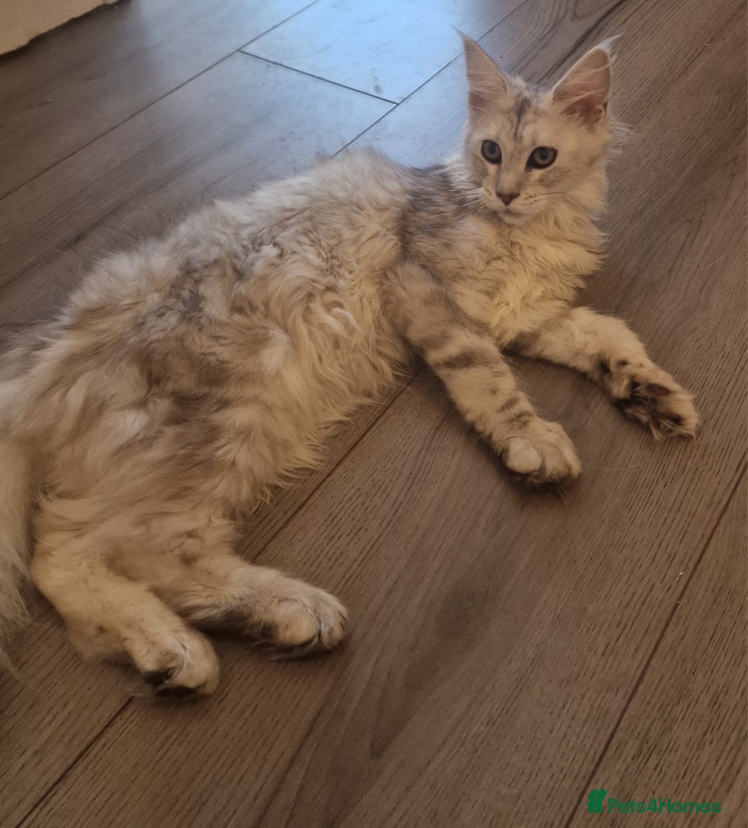 Maine Coon cats for sale:  high Silver smoke maine coon  - Image 9