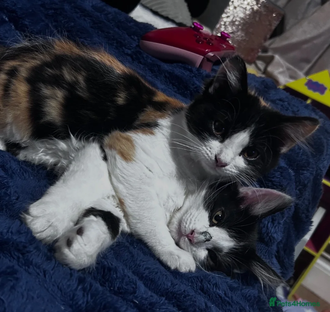 Mixed Breed cats for sale: 3 loving 5 month old kittens - Advert 1