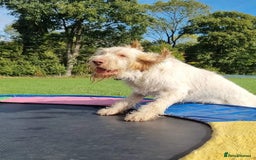 Italian Spinone dogs for sale: ITALIAN SPINONE WAITING LIST OPEN -DUE OCT - Image 13
