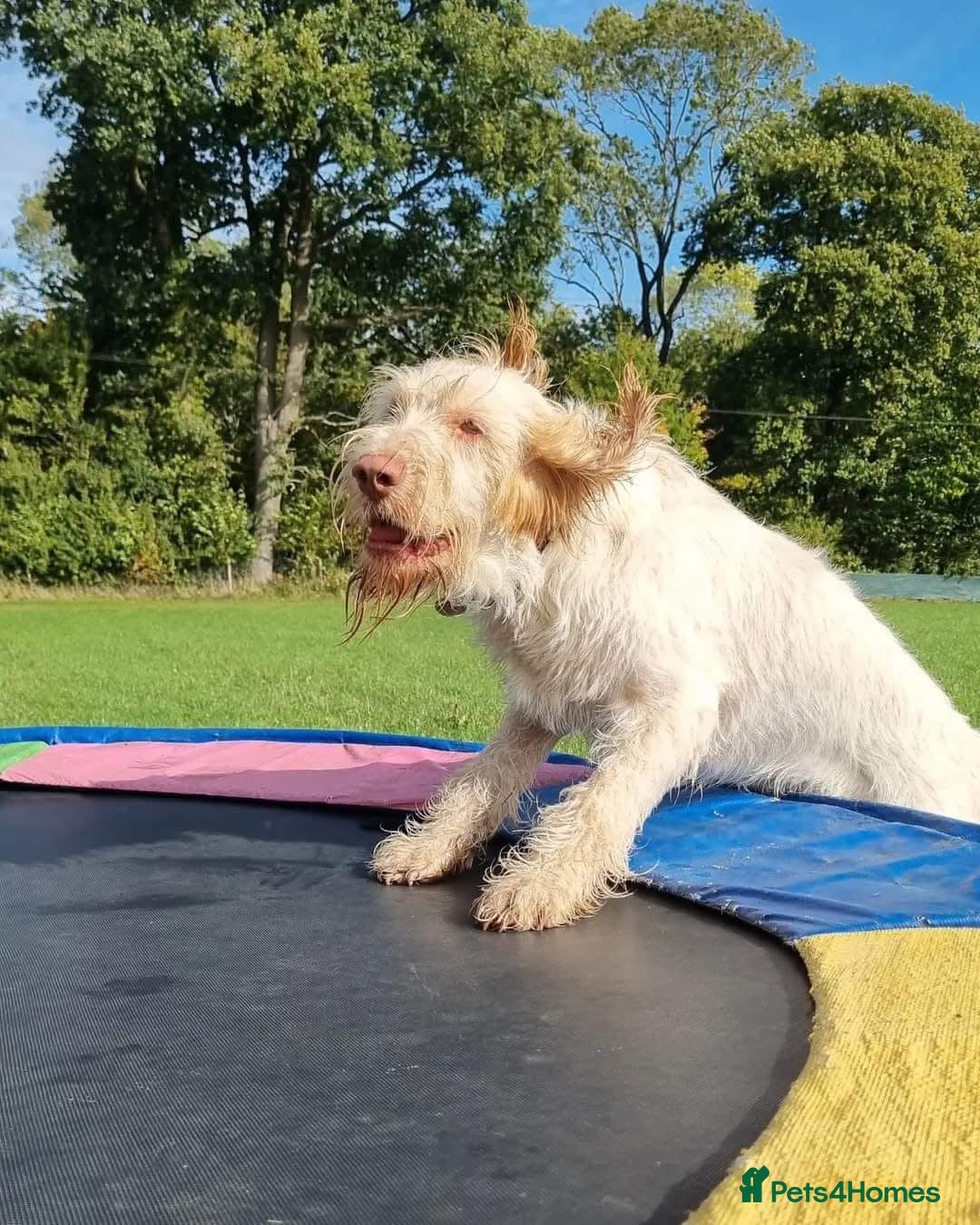 Italian Spinone dogs for sale: ITALIAN SPINONE WAITING LIST OPEN -DUE OCT - Image 13