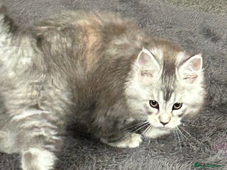 Maine Coon cats Tica Registered female Maine Coon kitten - Advert 15