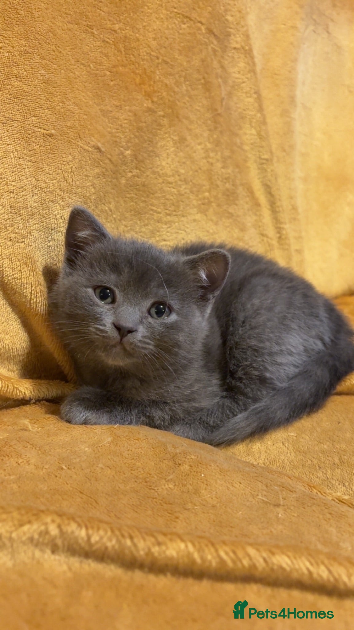 British Shorthair cats One male British short hair  - Advert 6