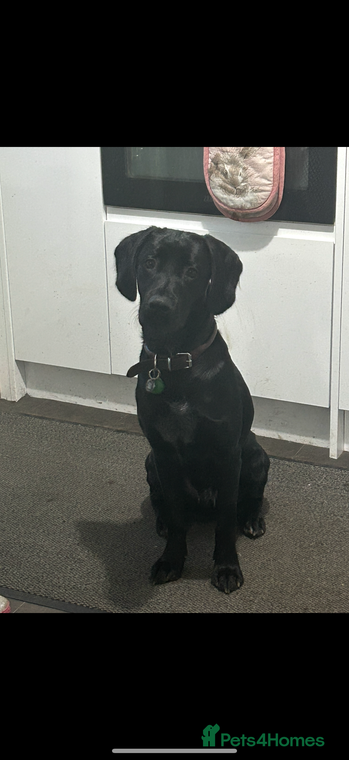 Springador dogs My baby needs a new home  in Doncaster - Advert 1