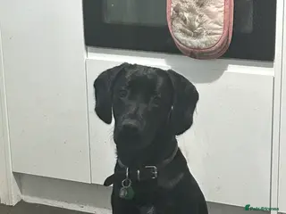 Springador dogs My baby needs a new home in Doncaster - Advert 1