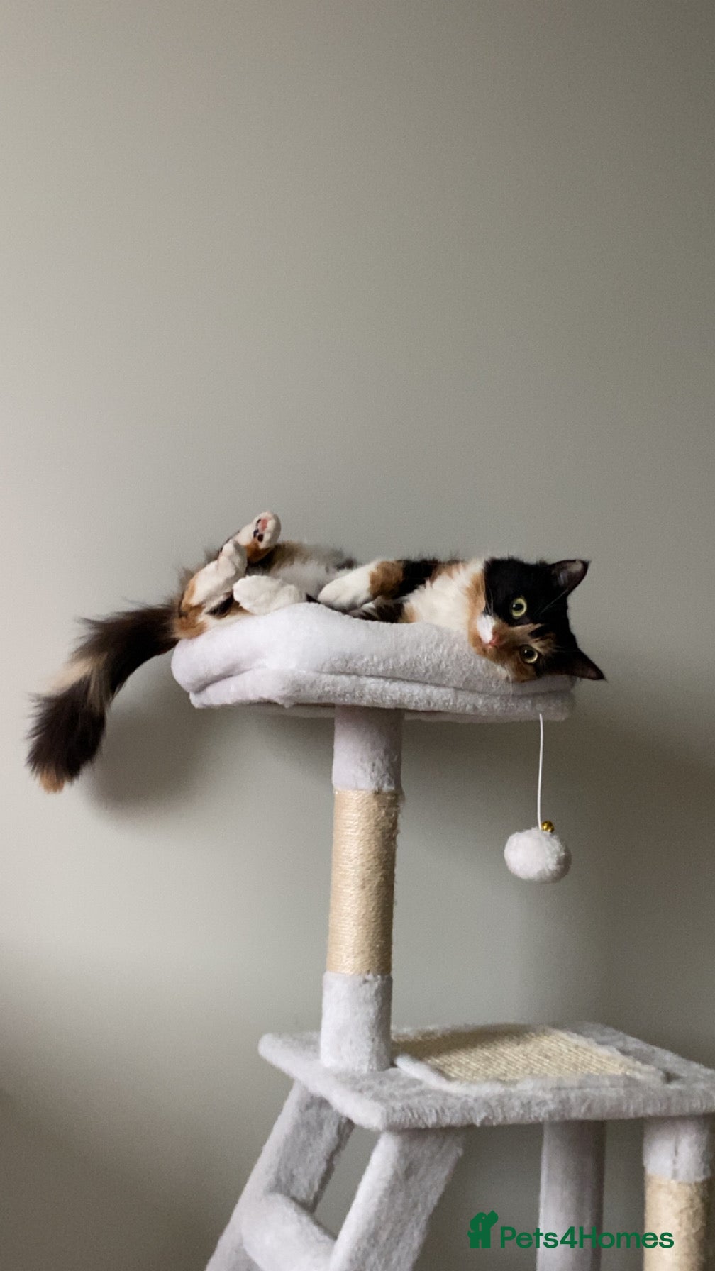 Domestic Shorthair cats for sale: Playful Cat  in West Bromwich - Advert 4