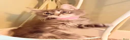 Maine Coon cats for sale: TICA girl READY NOW  - Advert 3