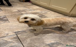 Cavachon dogs for sale: 9month old Cavachon - Image 2