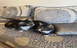 British Shorthair cats for sale: Two Beautiful Loving Male Cats  - Advert 1