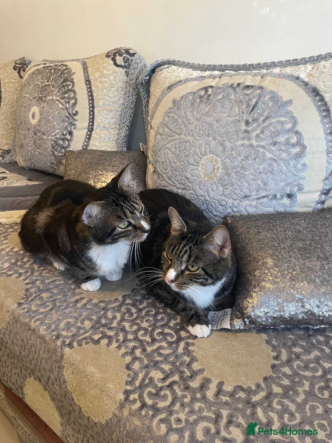 British Shorthair cats for sale: Two Beautiful Loving Male Cats  - Advert 1
