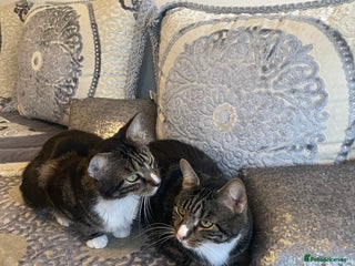 British Shorthair cats for sale: Two Beautiful Loving Male Cats - Advert 1