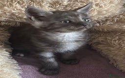 Maine Coon cats for sale: Maine Coon X  - Image 2