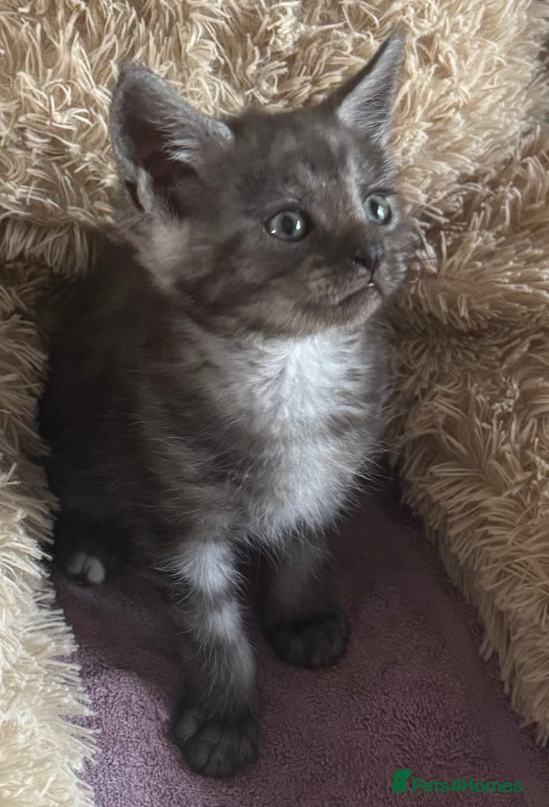 Maine Coon cats for sale: Maine Coon X  - Image 2