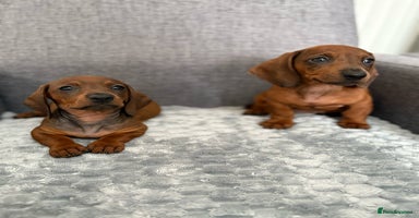 Dachshund dogs - Advert 11