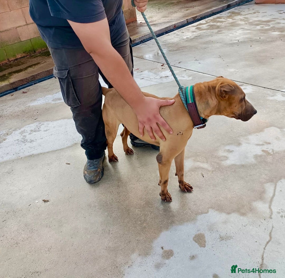 Mixed Breed dogs for adoption: Owner Dying - Dog in Pound  - Advert 5