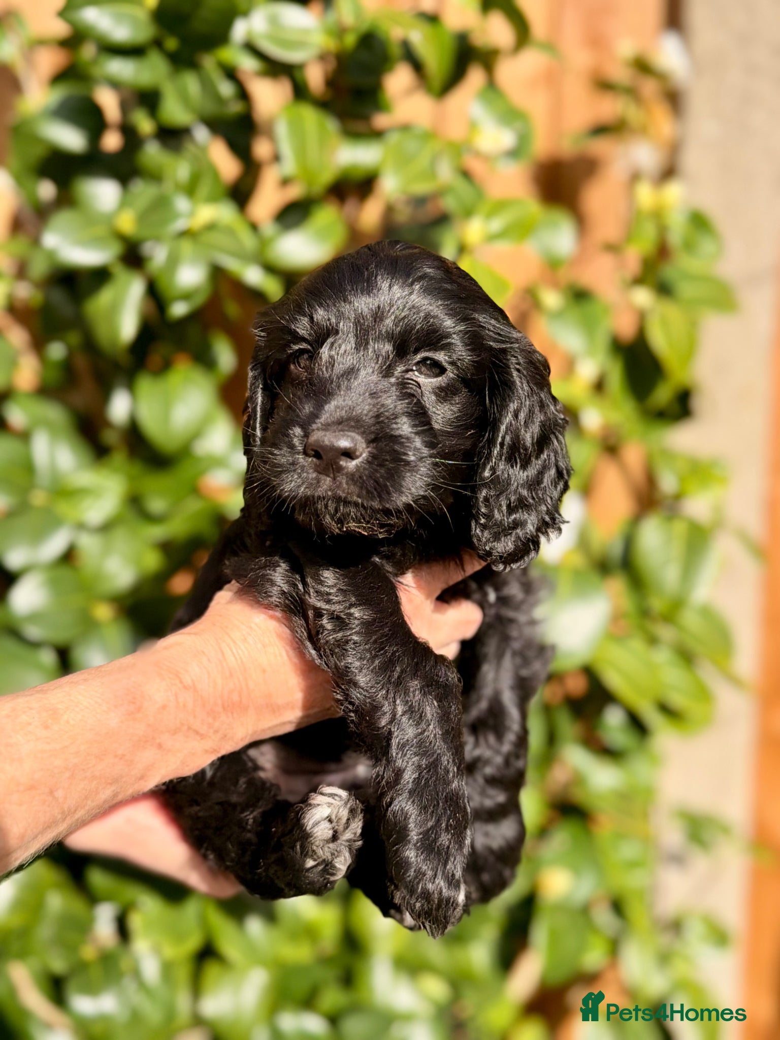 Cockapoo dogs F1B Cockapoo Puppies From a Family Home🏡  - Advert 16
