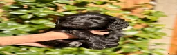 Cockapoo dogs for sale: F1B Cockapoo Puppies From a Family Home🏡  - Advert 2