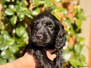 Cockapoo dogs F1B Cockapoo Puppies From a Family Home🏡 - Advert 16