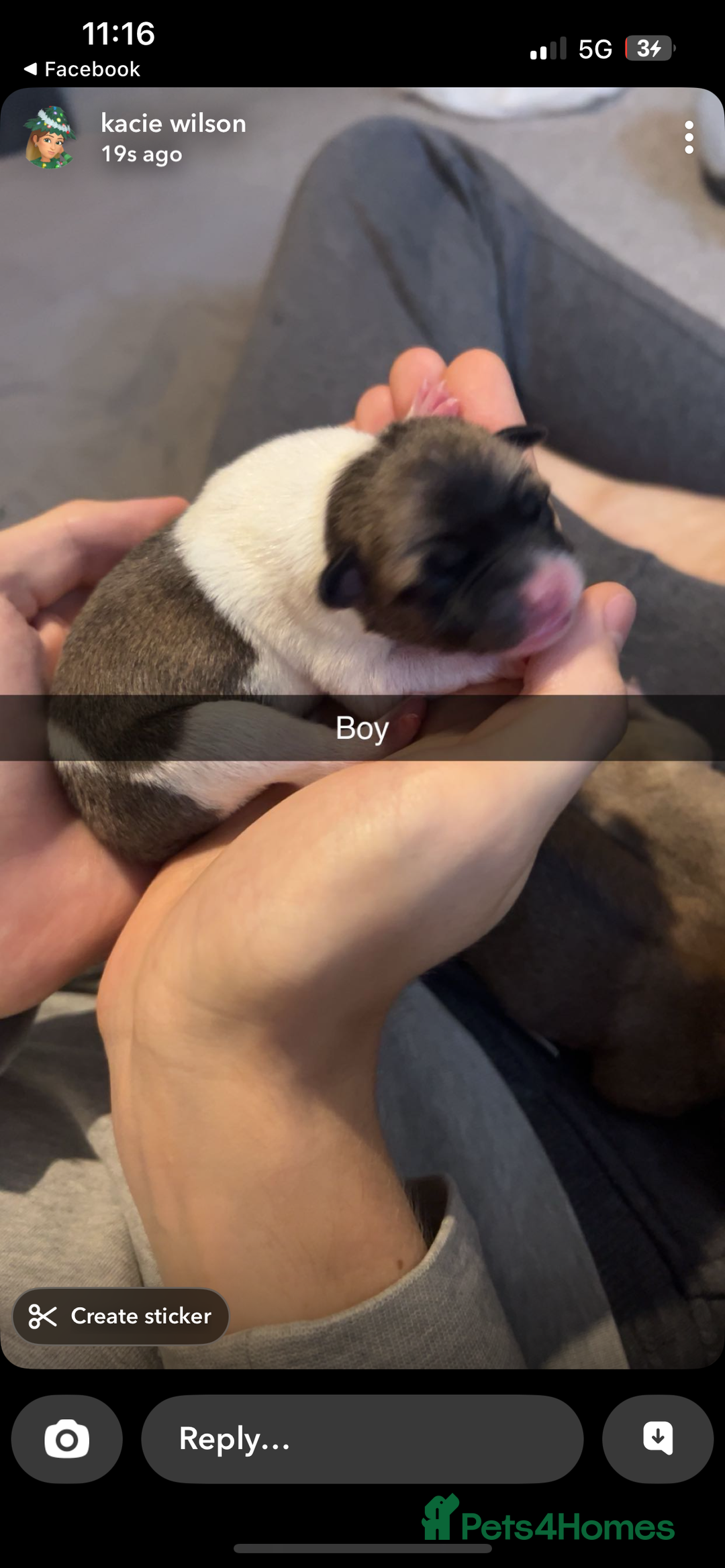 Mixed Breed dogs for sale: Chugs  - Image 11