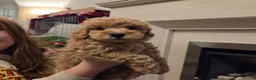 Miniature Poodle dogs for sale: Sweet Mini Poodles Ready for Homes 3 Male 1 Female in Stockport - Advert 9