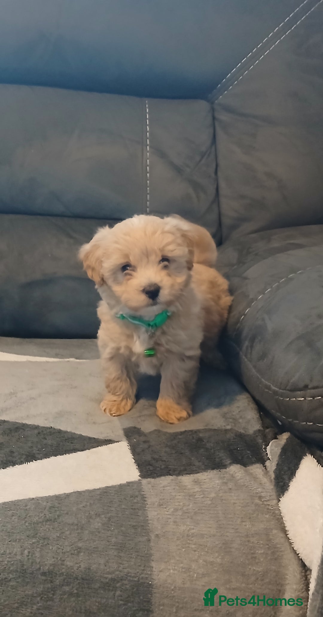 Maltipoo dogs for sale: Maltipoo puppies - Advert 14