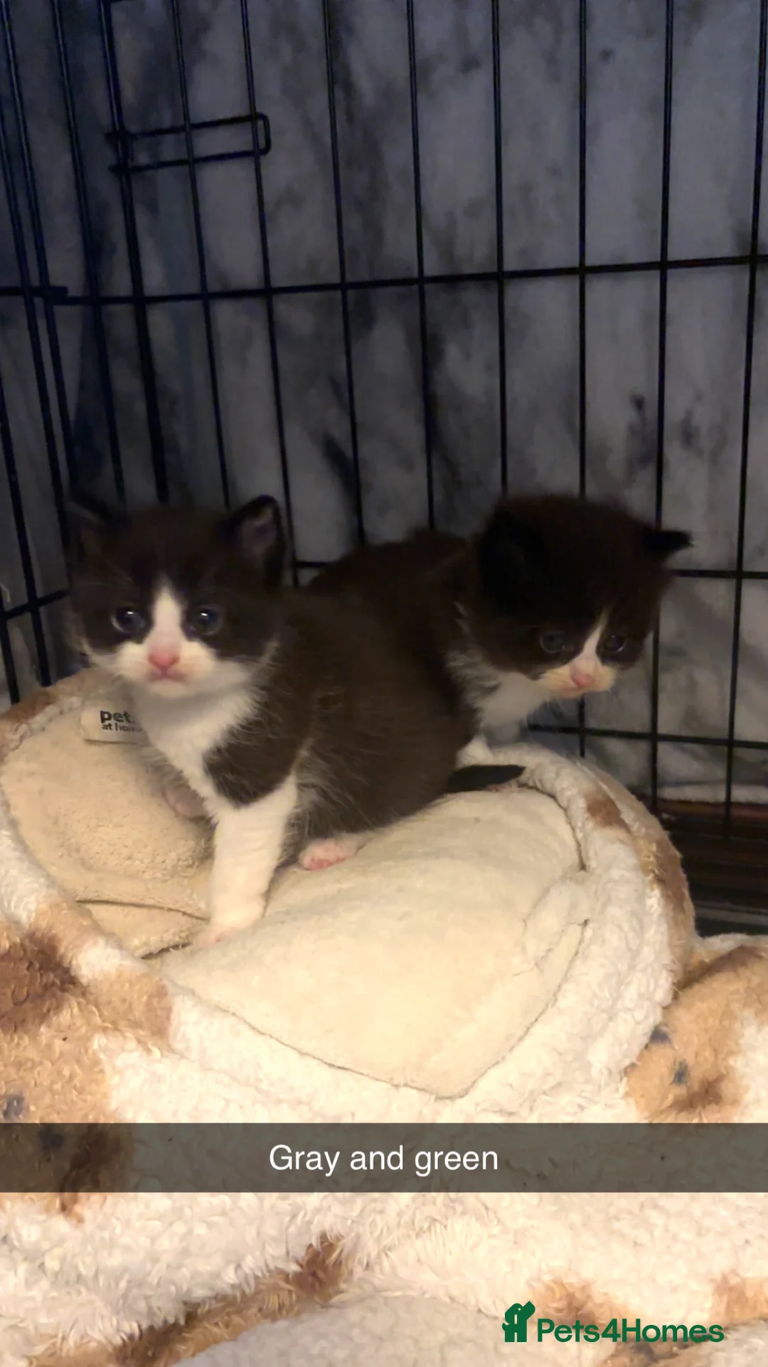 Domestic Shorthair cats for sale: 4 Tuxedo Kittens - Advert 16