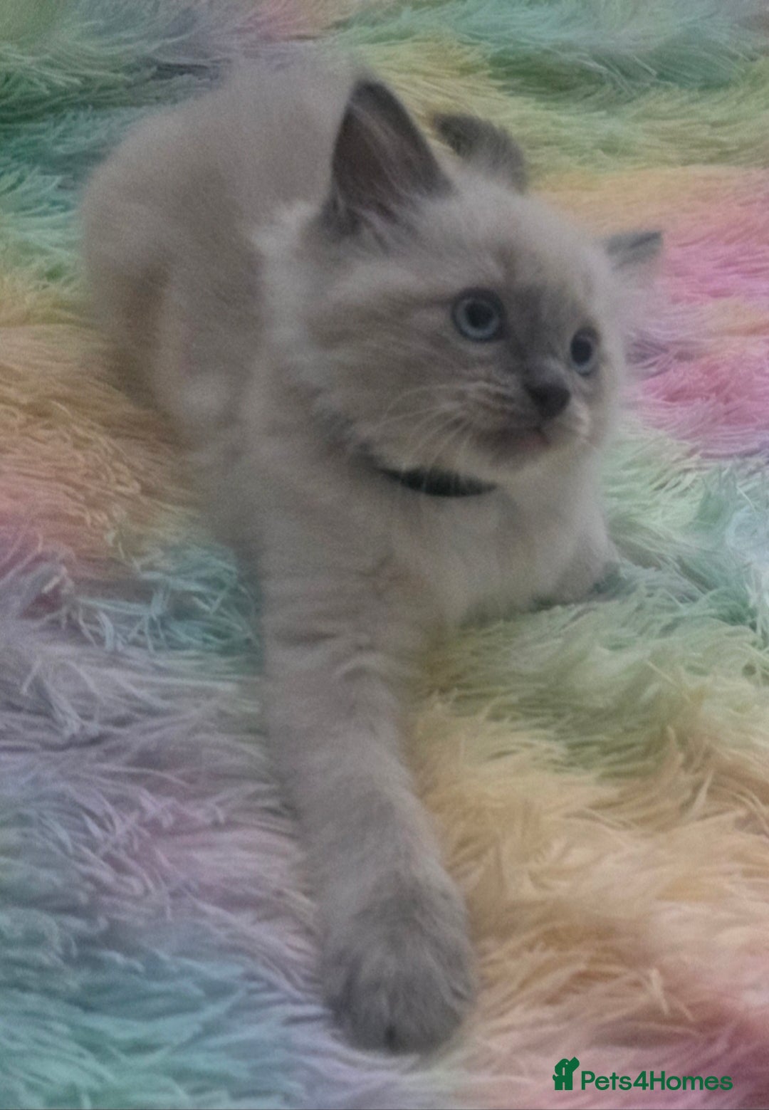 Ragdoll cats for sale: Stunning Ragdolls  - Image 2
