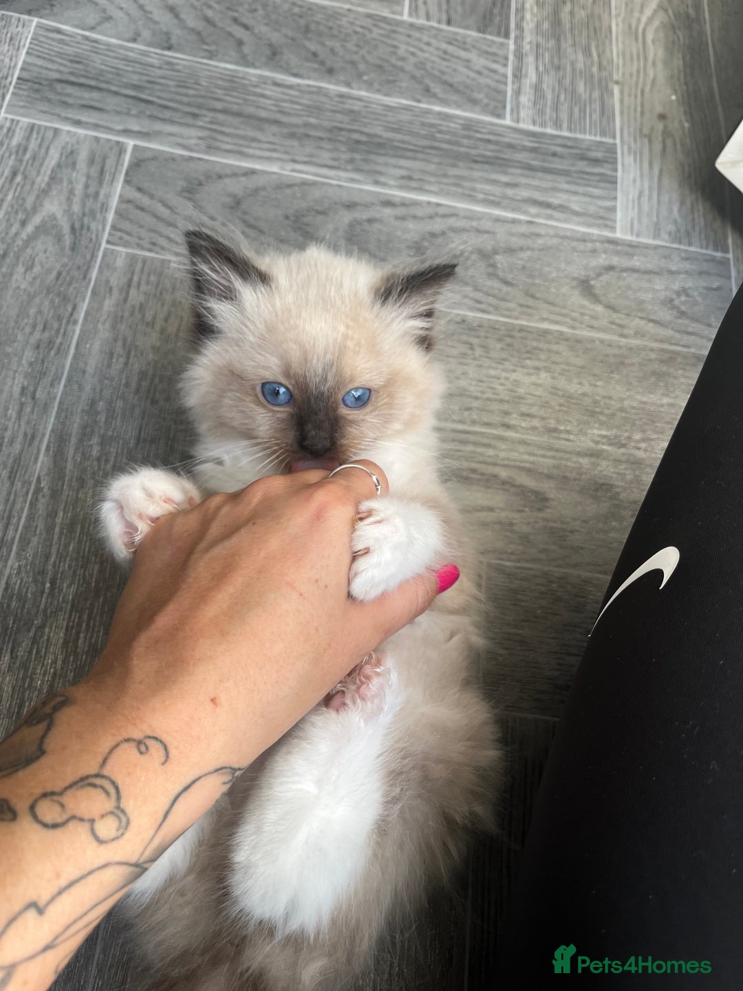 Ragdoll cats for sale: Amazing pure bred ragdolls  - Image 12