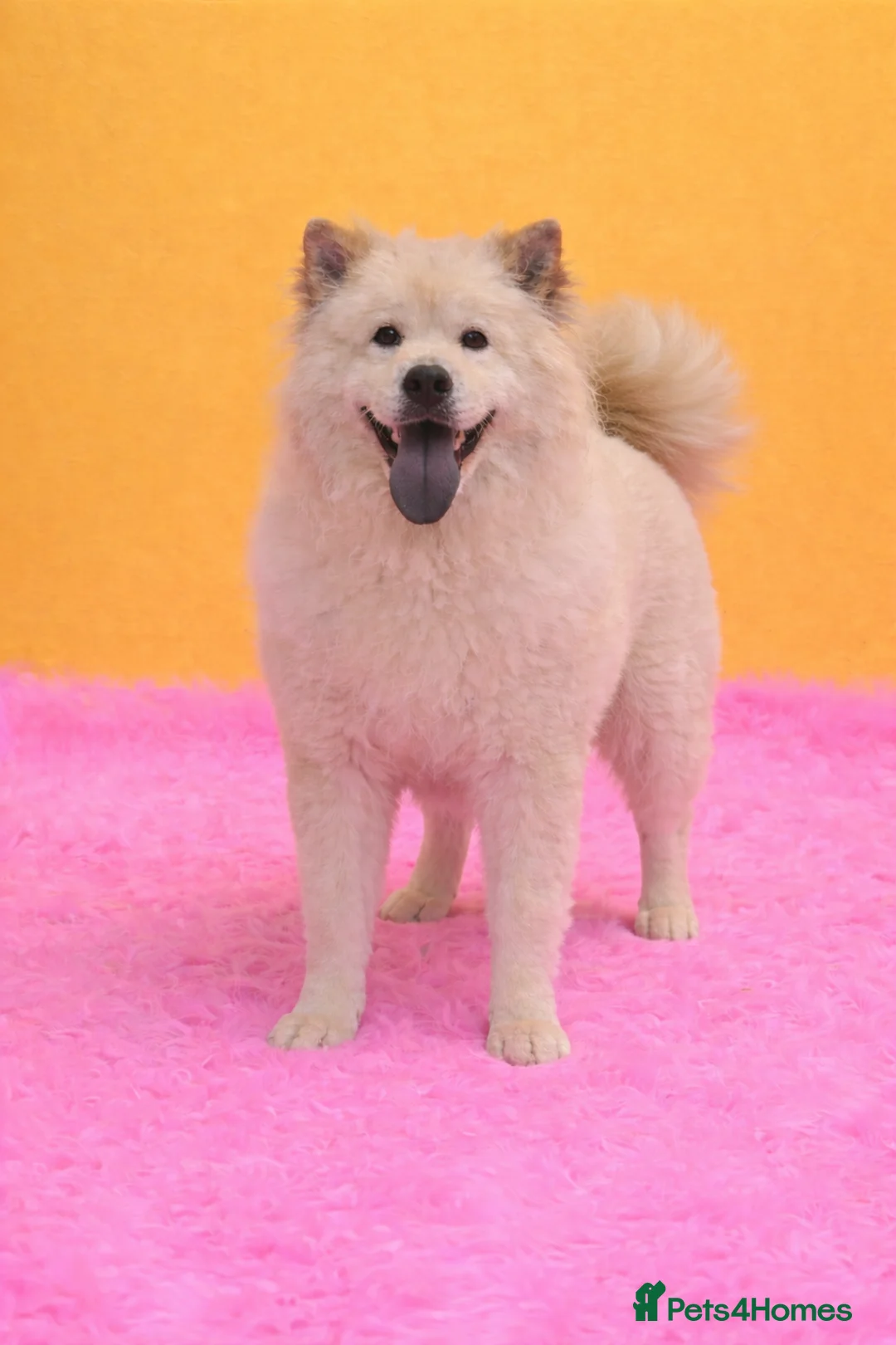 Mixed Breed dogs for sale: (Narla) Beautiful cream female adult chowsky  - Advert 6
