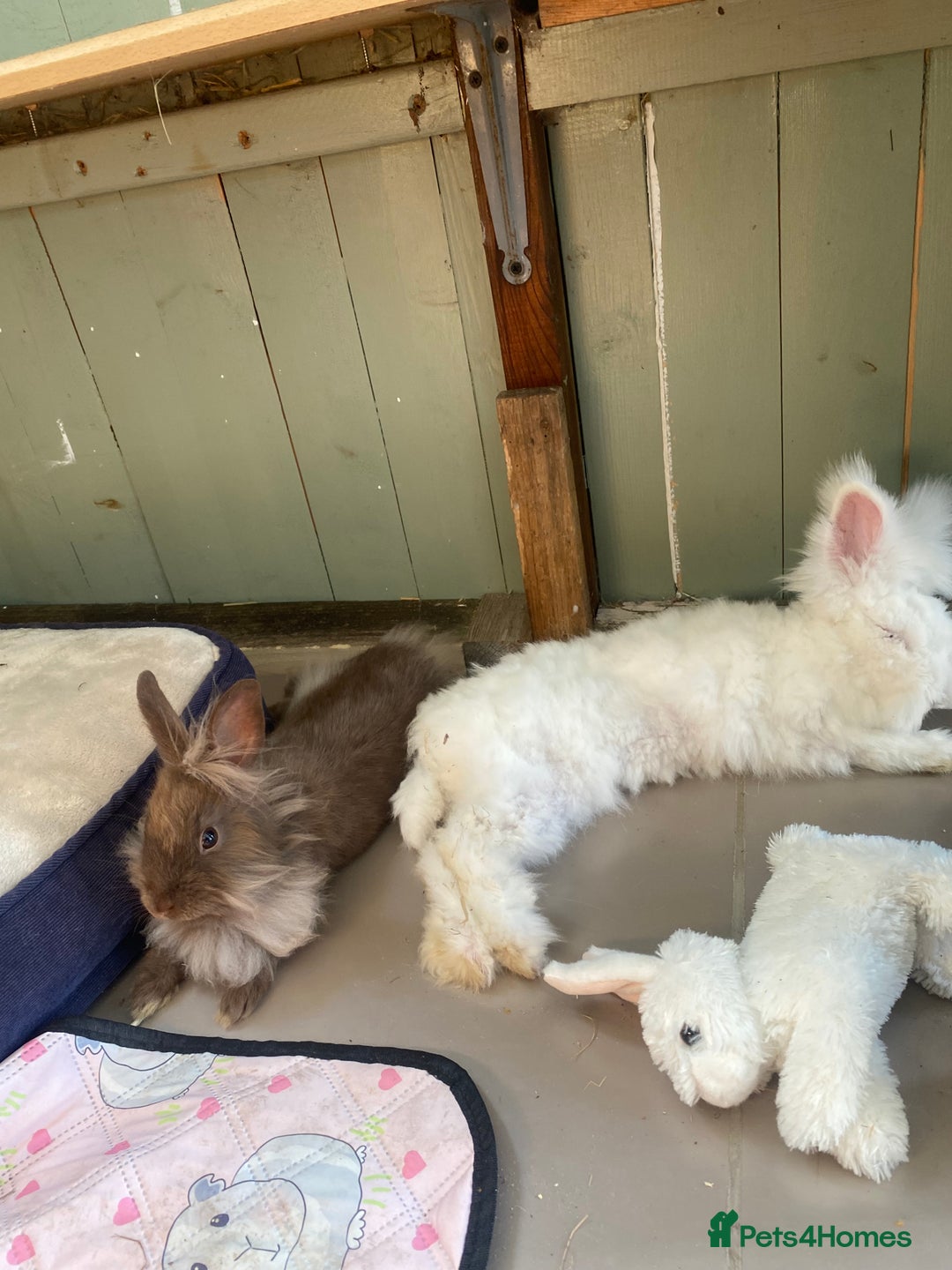 Lionhead rabbits for sale: 2 bonded rabbits  - Image 8
