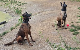 Mixed Breed dogs for sale: Belgian malinois  - Advert 14