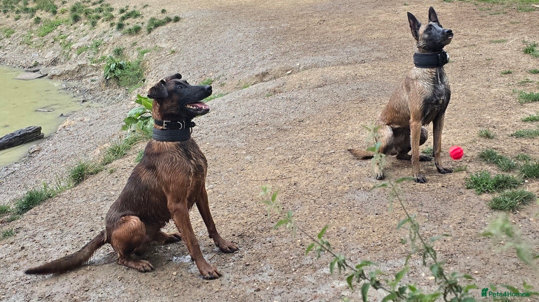 Mixed Breed dogs for sale: Belgian malinois  - Advert 14