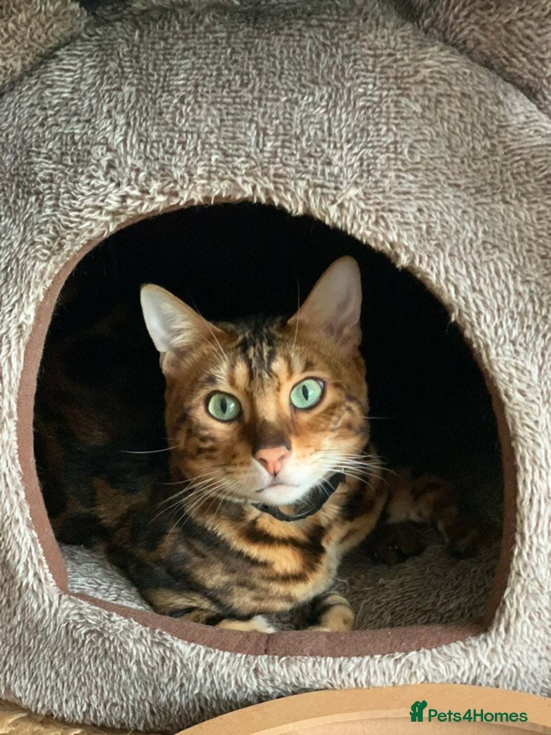 Bengal cats for sale: Pedigree Bengal Mooshi – Gentle, Observant Soul - Advert 4