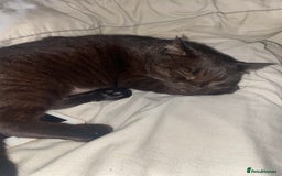 Domestic Shorthair cats for sale: Beautiful Persian mix black female cat  - Advert 5