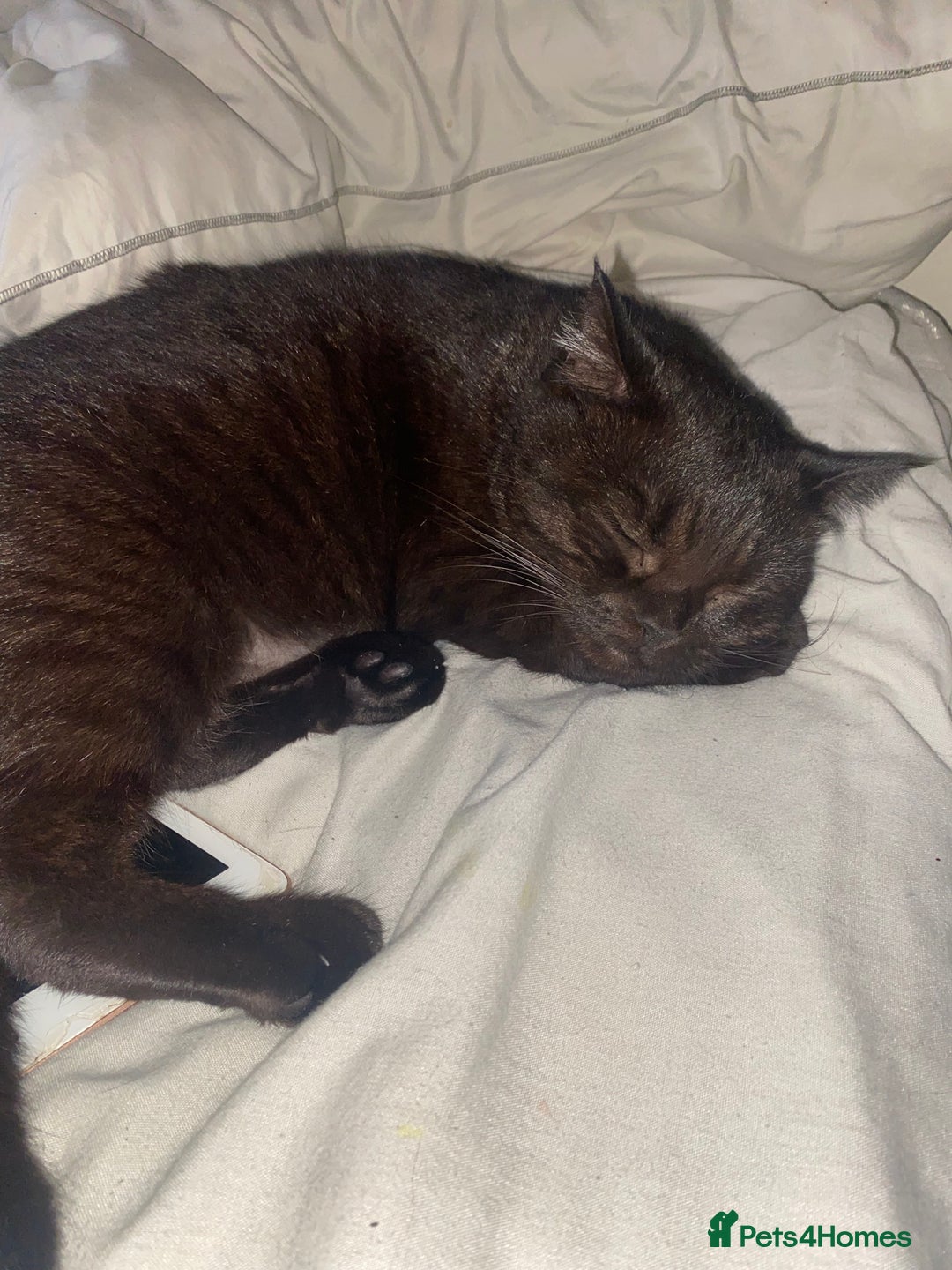 Domestic Shorthair cats for sale: Beautiful Persian mix black female cat  - Advert 5