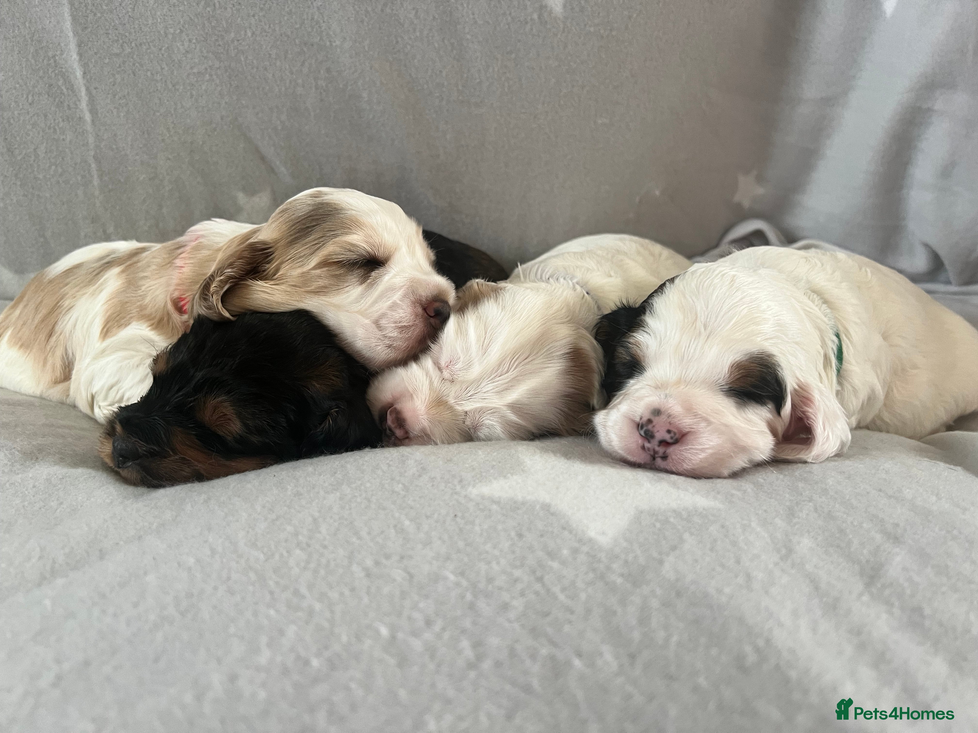 Cockapoo dogs Beautiful F1B cockapoo puppies! - Advert 1