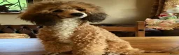 Cockapoo dogs for sale: STUNNING F1 COCKAPOO PUPS - Advert 2