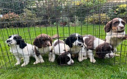 English Springer Spaniel dogs for sale: Traditional English springer spaniels  - Image 13