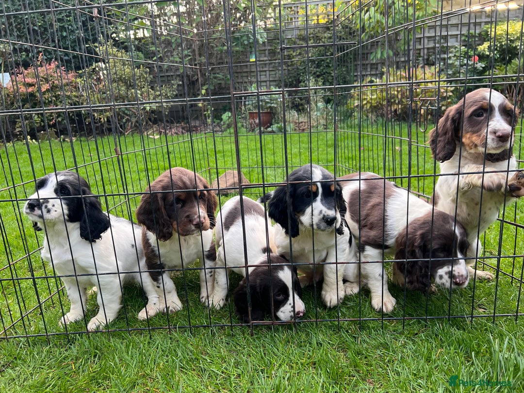 English Springer Spaniel dogs for sale: Traditional English springer spaniels  - Image 13