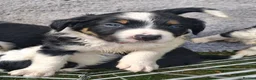 Mixed Breed dogs for sale: Lovely Sprollie Puppies  - Advert 13
