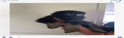 German Shepherd dogs for sale: Big beautiful German shepherd pups - Advert 9
