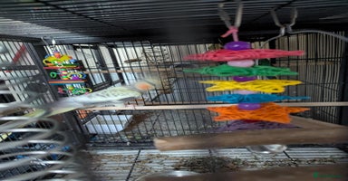 Cockatiels birds Cockateil and budgie with cage and accessories  - Advert 3