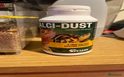 Bearded Dragon reptiles for sale: Bearded dragons for sale  - Advert 3