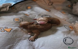 Cavapoo dogs for sale: F1b cavapoos- Red, apricot and white, collect16/12 - Image 6